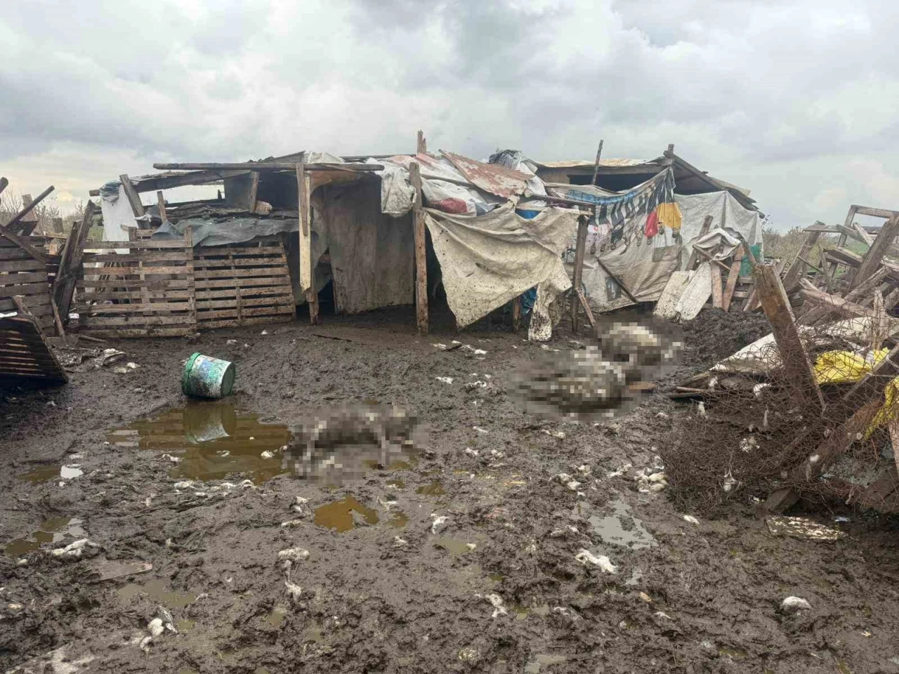 Avcılar’da başıboş köpekler koyun sürüsüne saldırdı: 10 hayvan telef oldu
