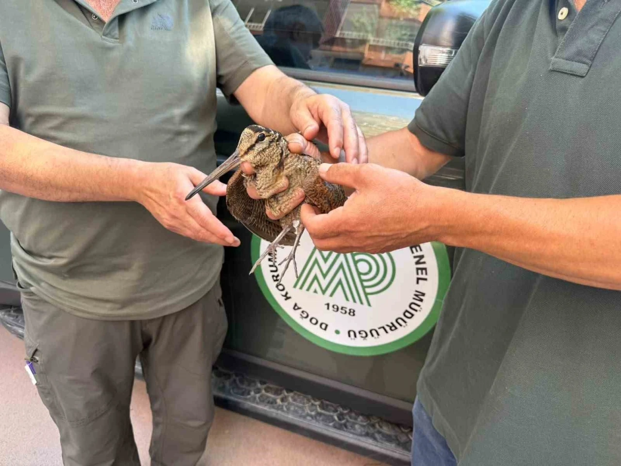 Avcılar yaralı &ccedil;ulluğu doğa koruma ekiplerine teslim etti
