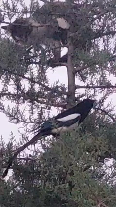 Avlanmak için ağaca çıkan kedi, kargaların hışmına uğradı

