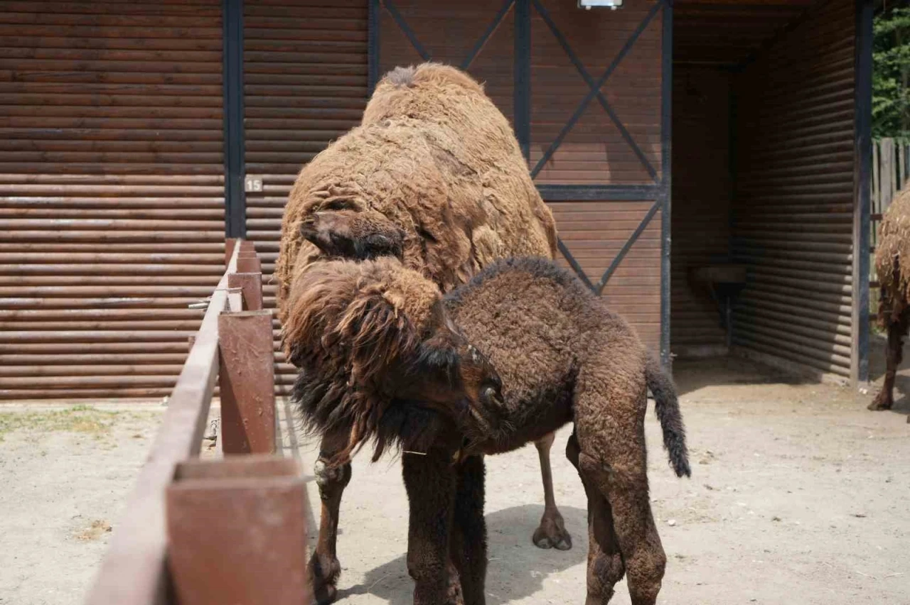 Avrupa&rsquo;nın en b&uuml;y&uuml;k doğal yaşam parkında yavru deve heyecanı
