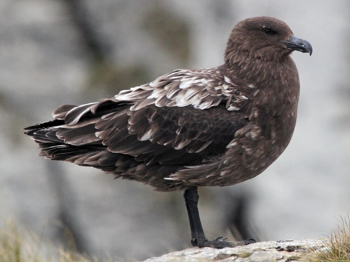 Avustralya ana karasında ilk H5N1 kuş gribi vakası ş&uuml;phesi
