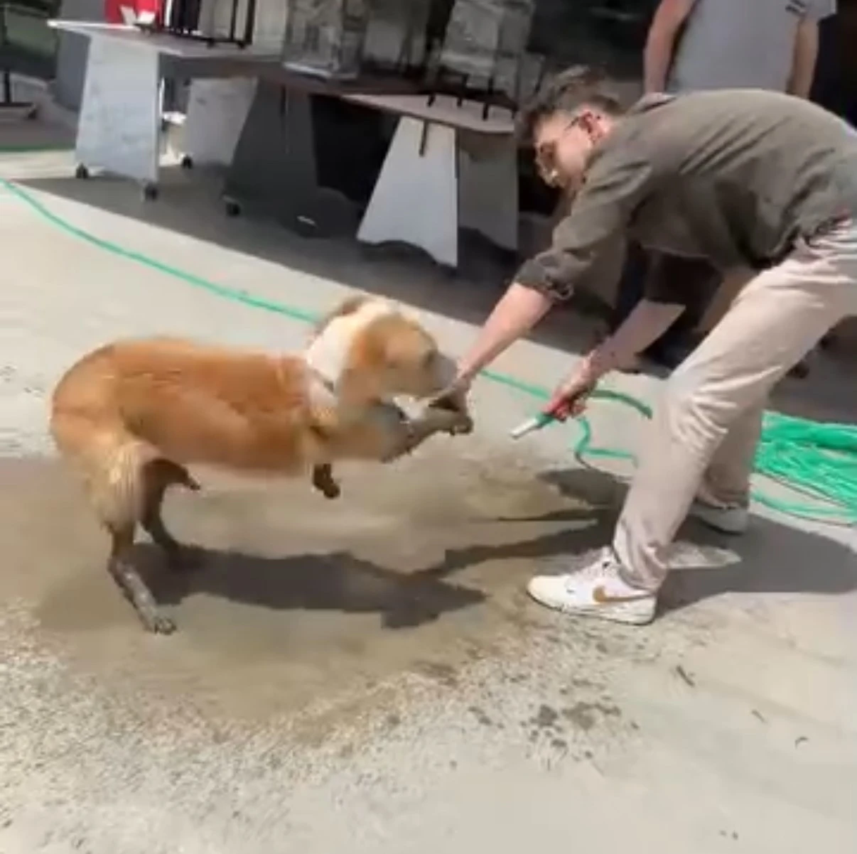 Ayakları betona bulanan köpeğe esnaftan yardım eli

