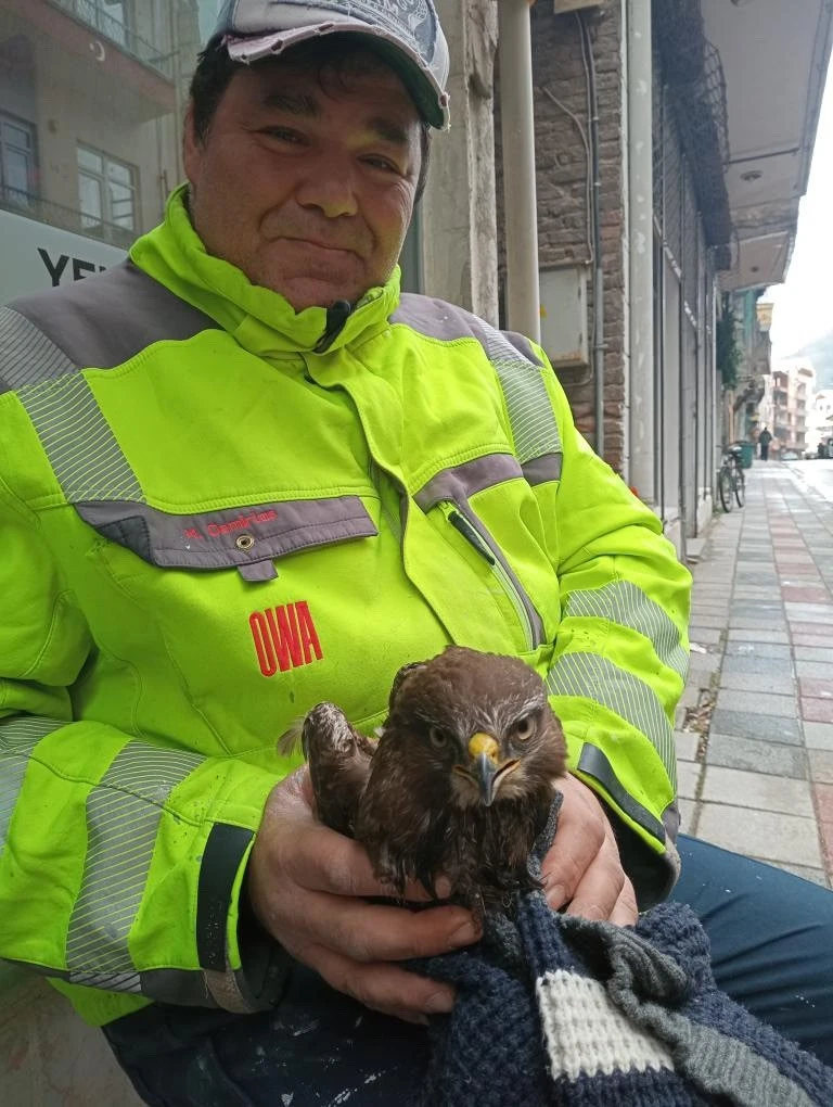 Ayancık&rsquo;ta yaralı bulunan şahin koruma altına alındı
