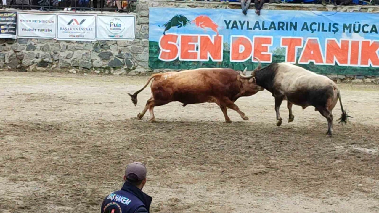 Ayder&rsquo;de boğa g&uuml;reşleri heyecanı yaşandı
