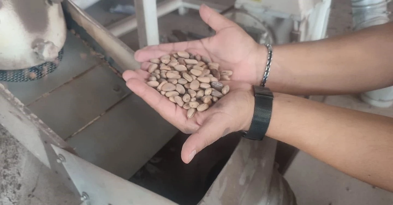 Aydın Çam Fıstığı dünya çapında güçleniyor
