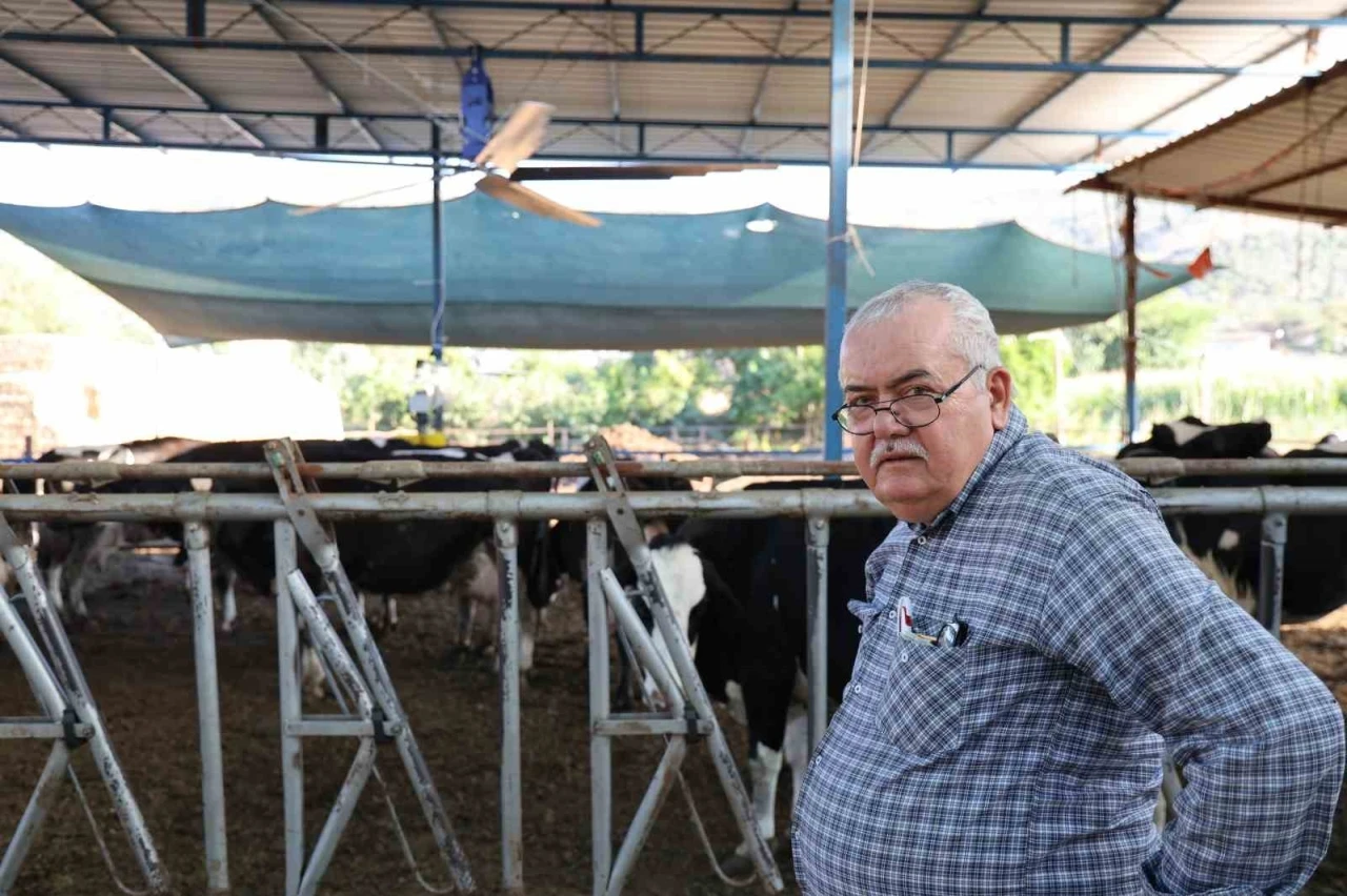 Aydın&rsquo;da &ccedil;&ouml;l sıcakları inekleri strese soktu; ahırlar vantilat&ouml;r ile serinletiliyor
