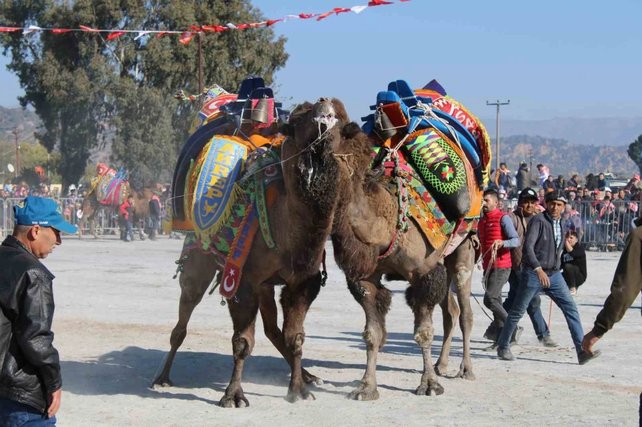 Aydın’da deve güreşleri ertelendi
