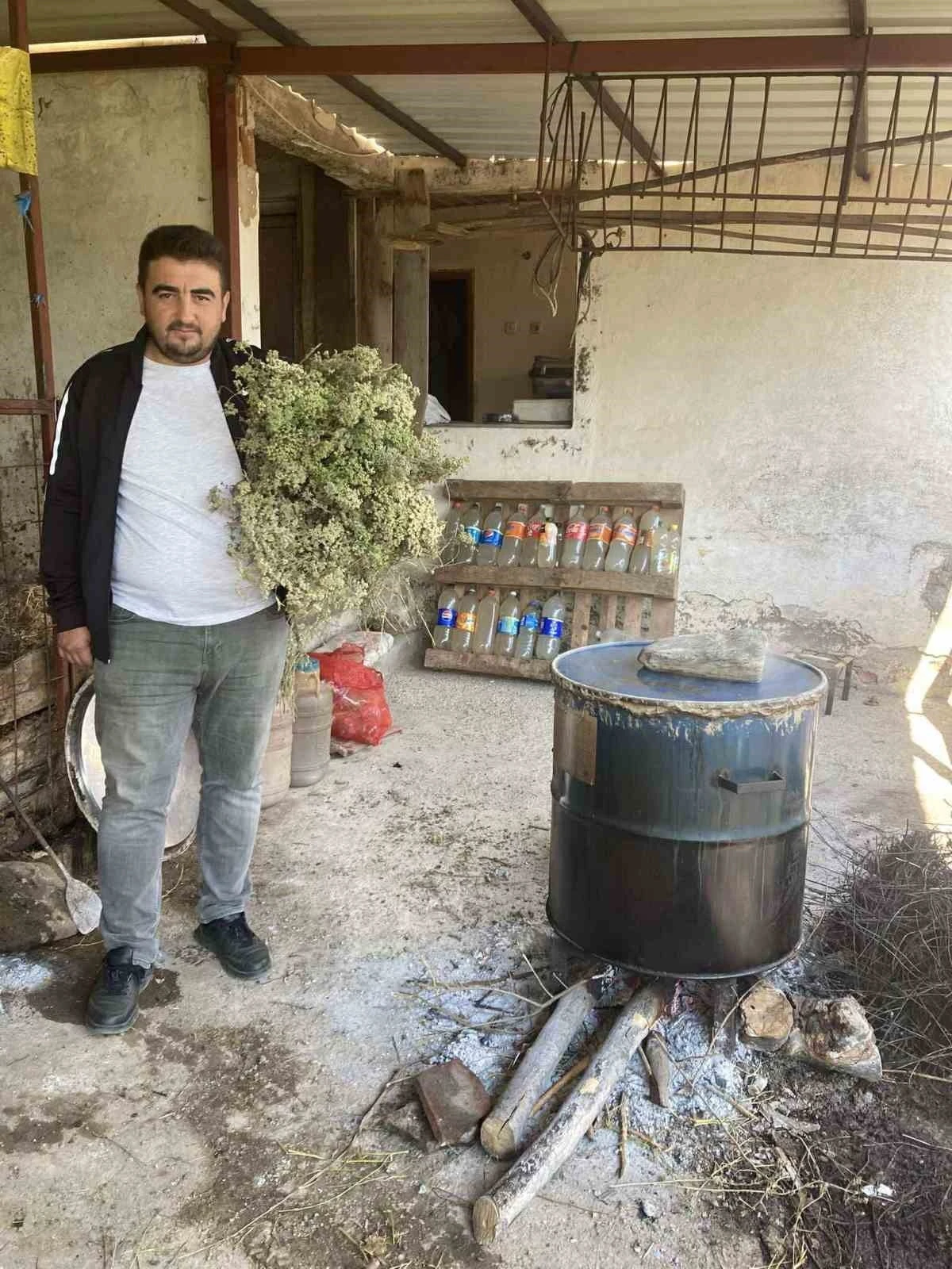 Aydın’da kekikler şifa için kaynatılmaya başlandı
