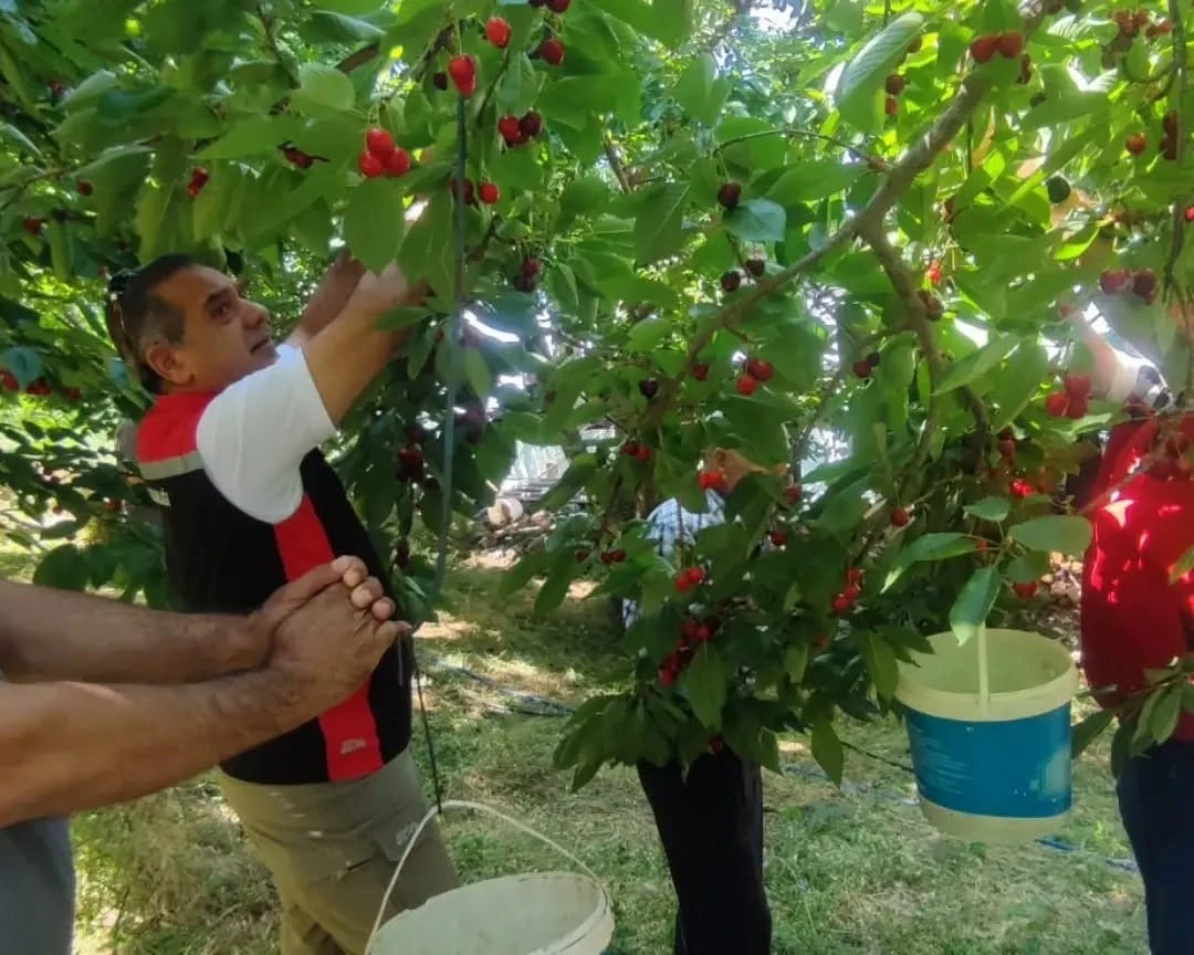 Aydın&rsquo;da kiraz hasadı s&uuml;r&uuml;yor
