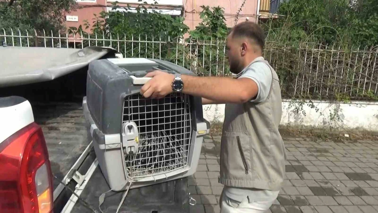 Aydın&rsquo;da oklu kirpi operasyonu
