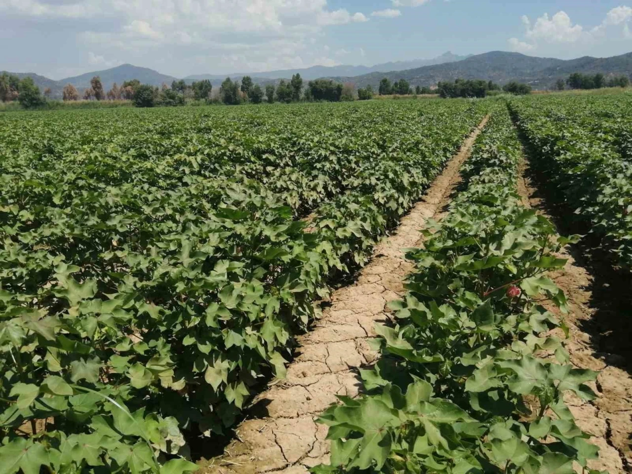 Aydın&rsquo;da pamukta zararlı uyarısı

