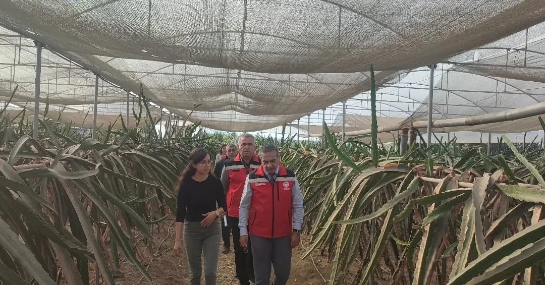 Aydın’da pitaya üretimi genişliyor
