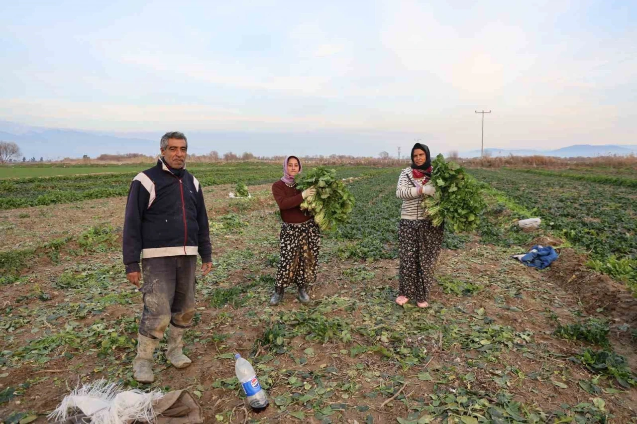 Aydın&rsquo;da soğuk hava sebzeyi vurdu, tarlada verim d&uuml;şt&uuml;
