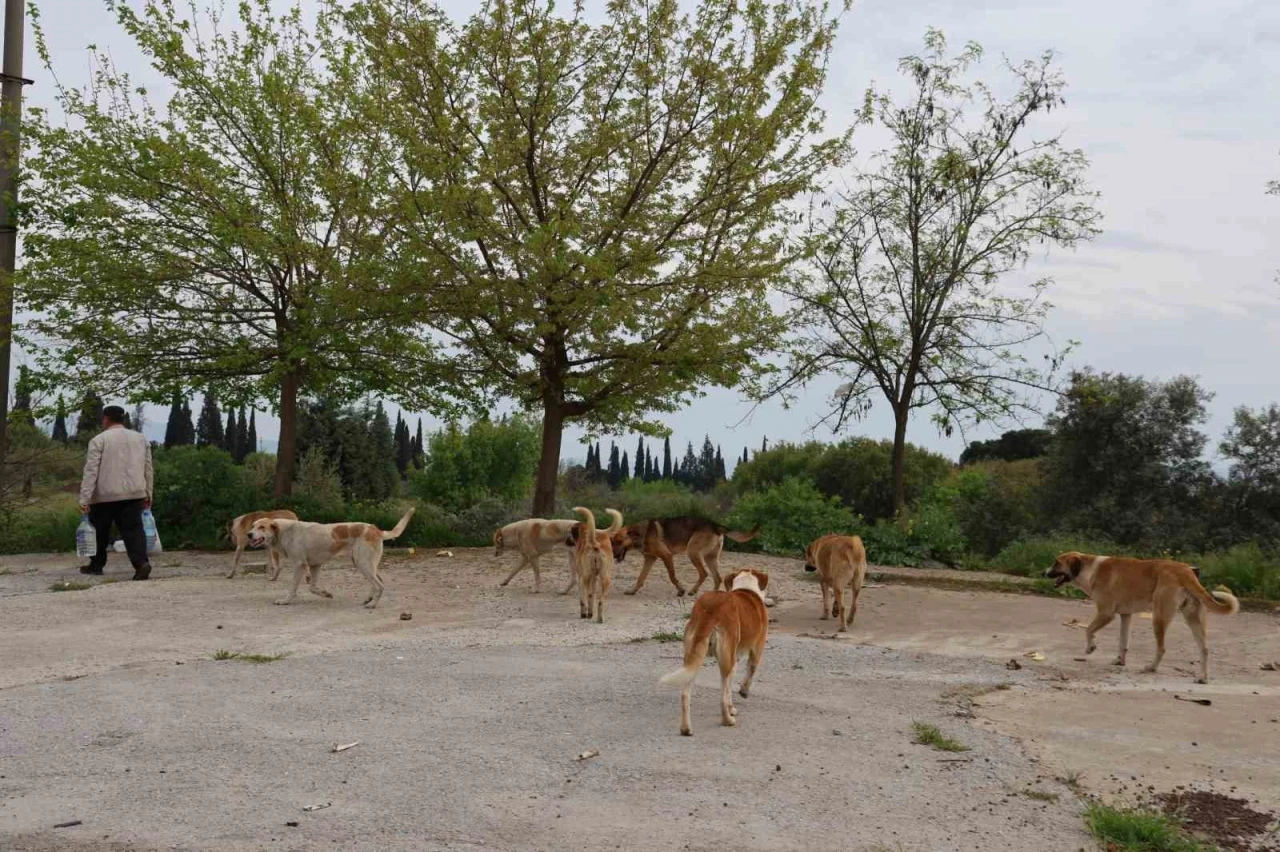 Aydın&rsquo;da sokak k&ouml;peği sorunu devam ediyor
