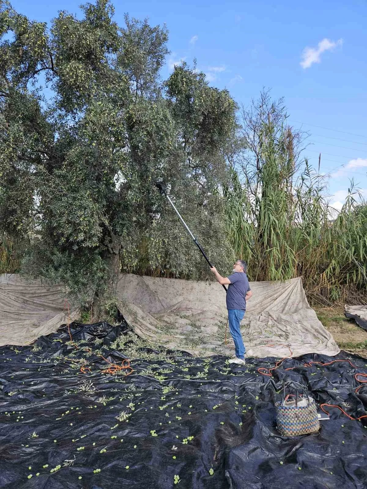 Aydın’da yağışların ardından zeytin hasadı başladı