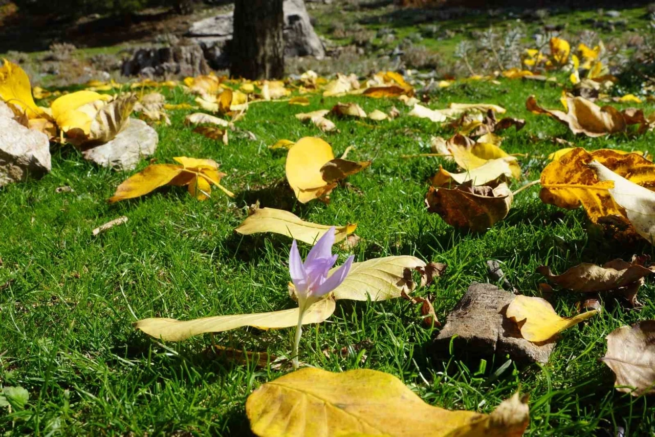 Aydın dağları sonbahara kucak açtı

