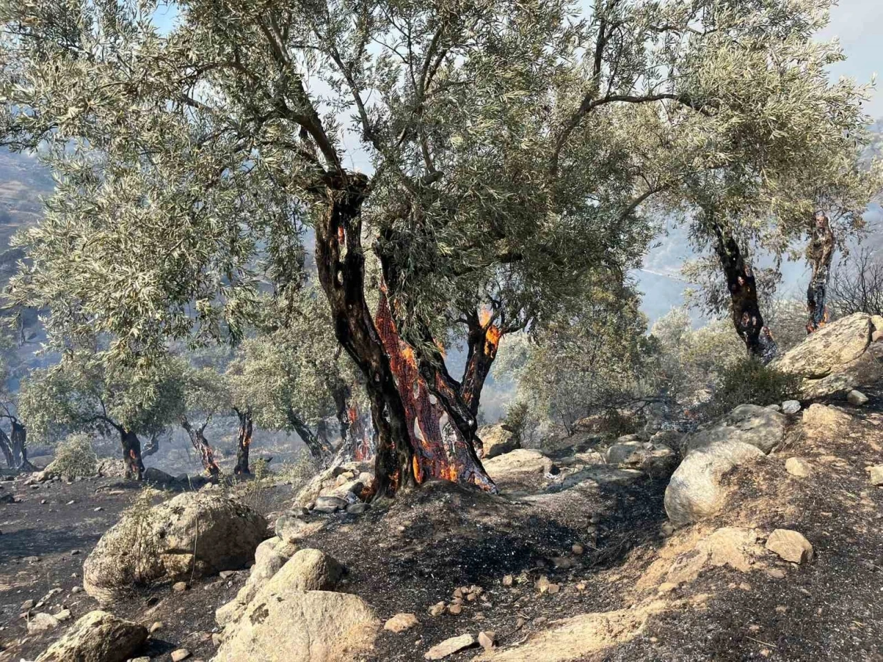 Aydın Efeler’de zirai alanda yangın, bazı evlerde hasar oluştu
