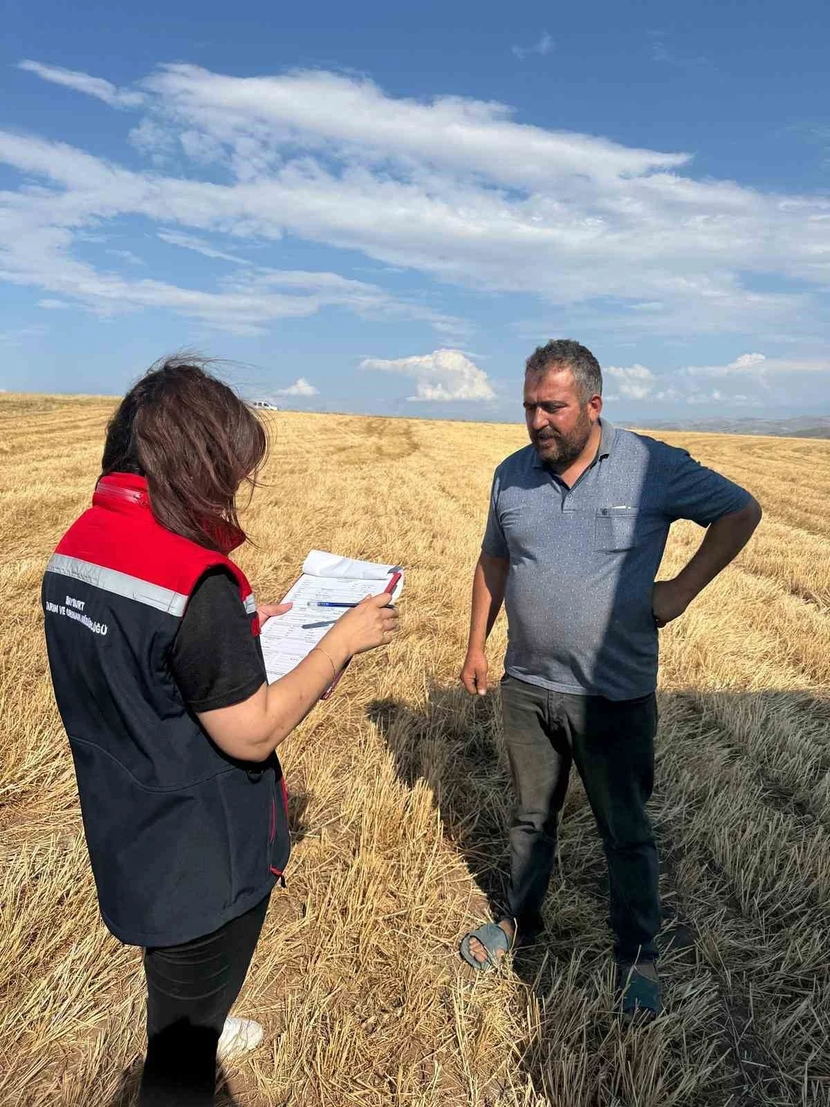 Aydıntepe’de hasat sezonu başladı
