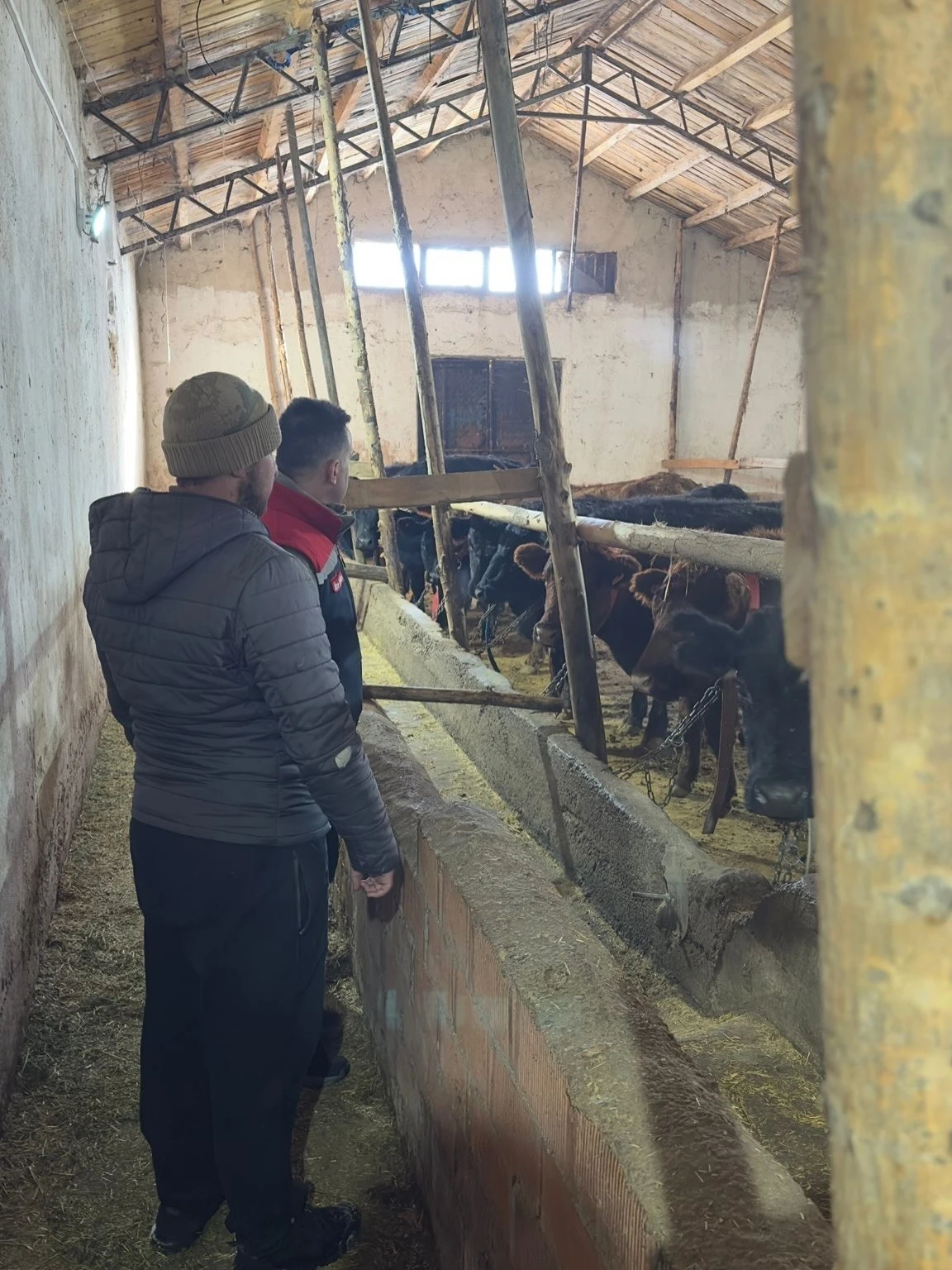 Aydıntepe&rsquo;de hayvancılığa destek kapsamında d&uuml;ve teslimatları s&uuml;r&uuml;yor
