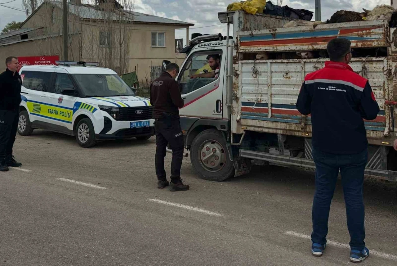 Aydıntepe&rsquo;de Kurban Bayramı &ouml;ncesi hayvan nakilleri denetleniyor
