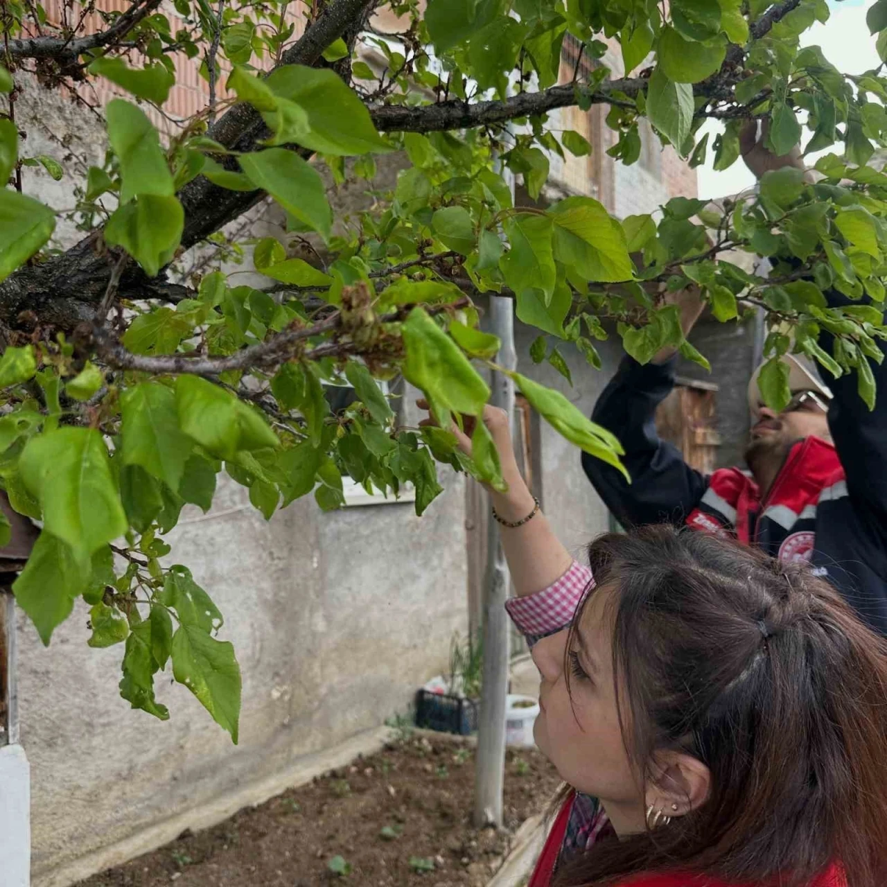 Aydıntepe’deki meyve bahçelerinde hastalık ve zararlı kontro