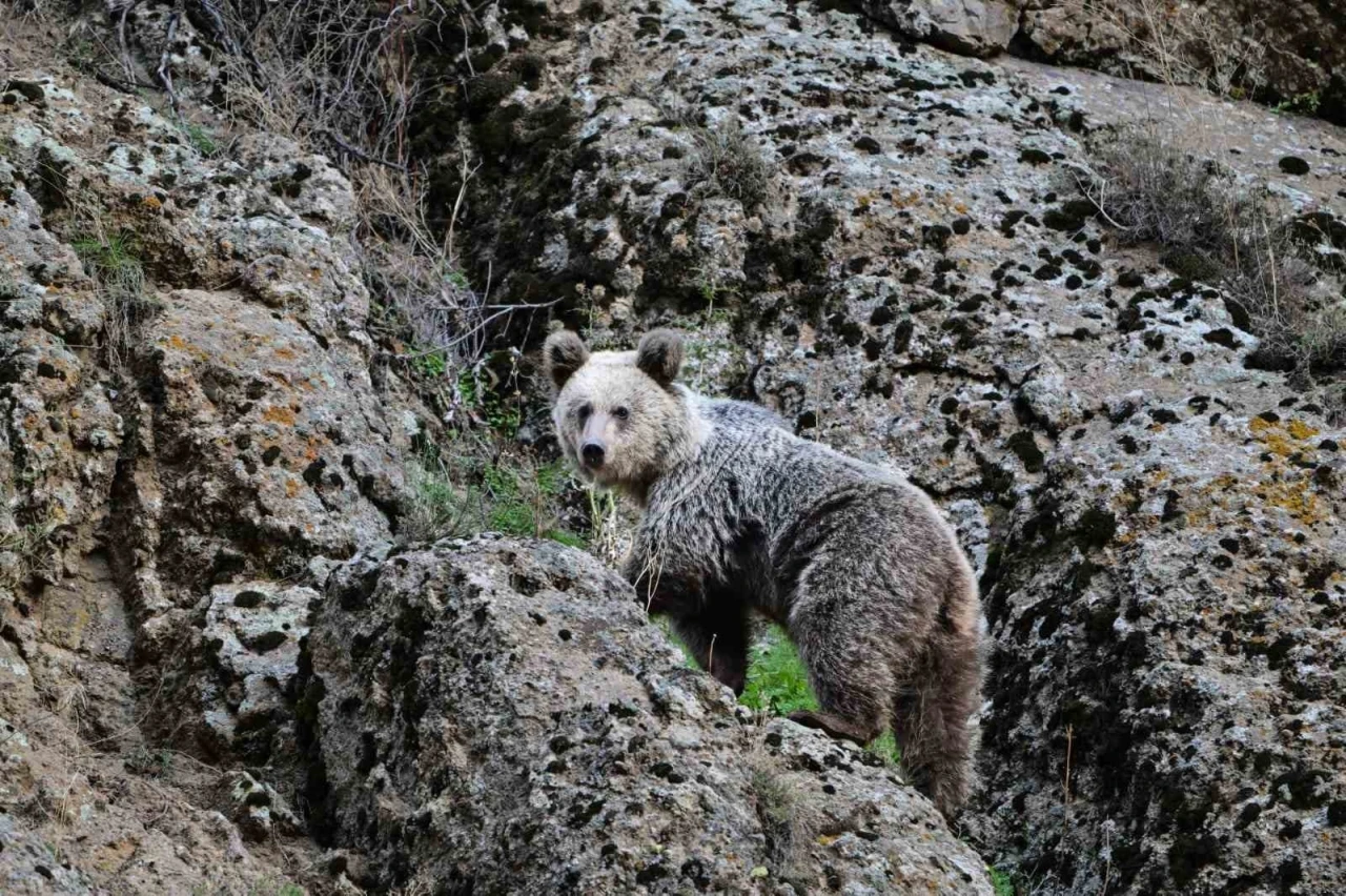 Ayı saldırısından köpekler sayesinde kurtuldu
