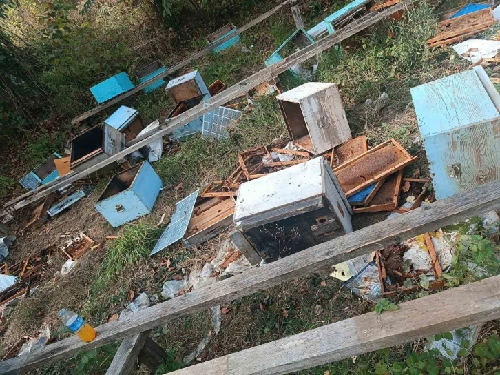 Ayılar 48 arı kovanını par&ccedil;aladı, meyve ağa&ccedil;larına zarar verdi
