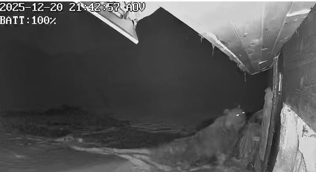 Ayılar kış uykusu nedir bilmiyor, yayla evlerine saldırıları s&uuml;r&uuml;yor
