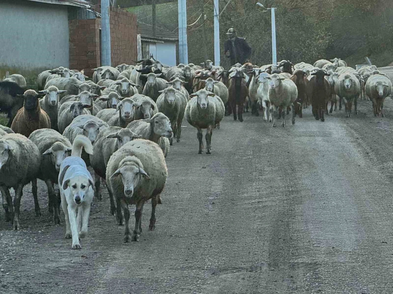 Aylık 50 bin liraya çoban bulamıyorlar
