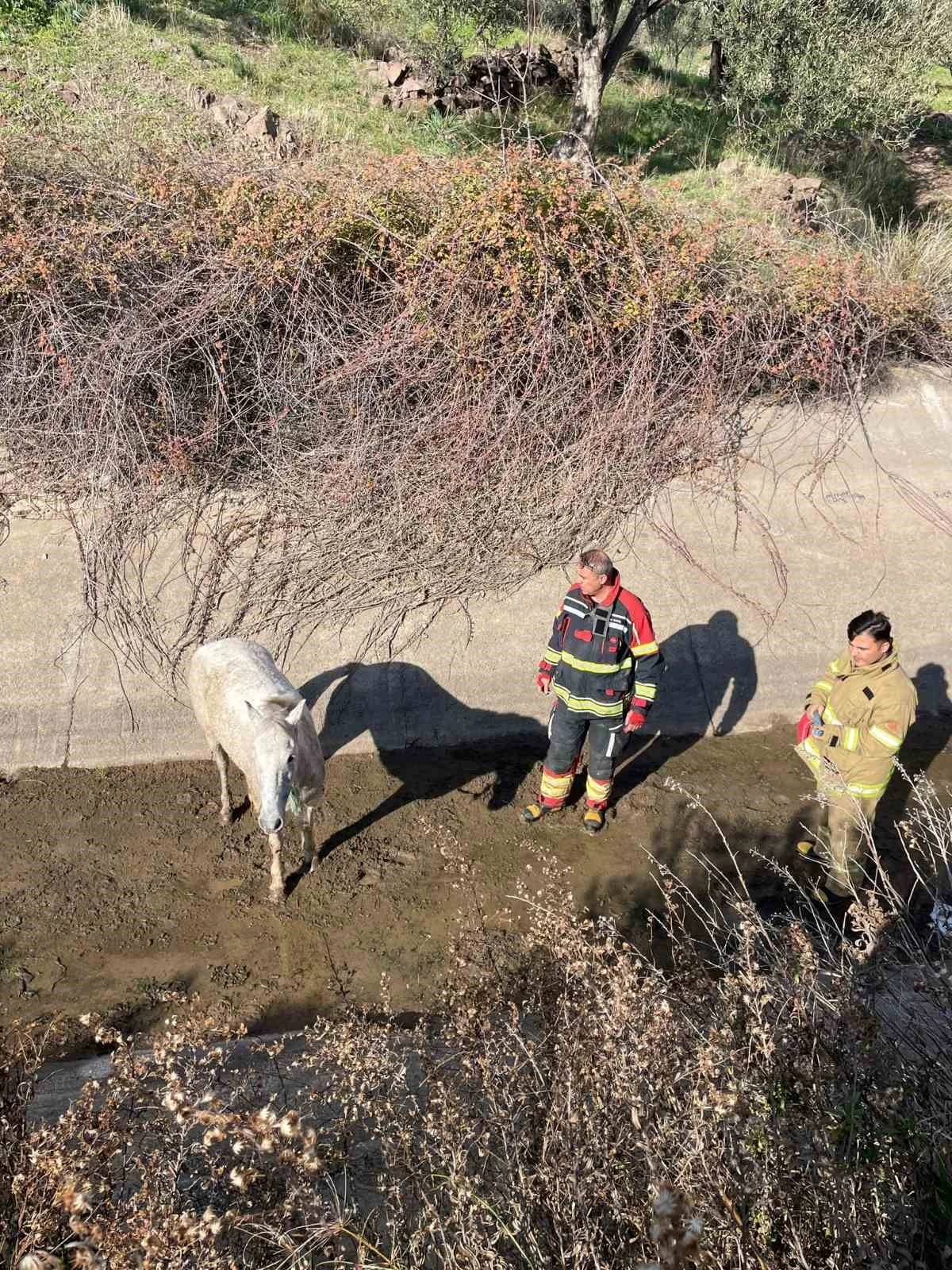 Ayvalık&rsquo;ta itfaiyeden at kurtarma operasyonu
