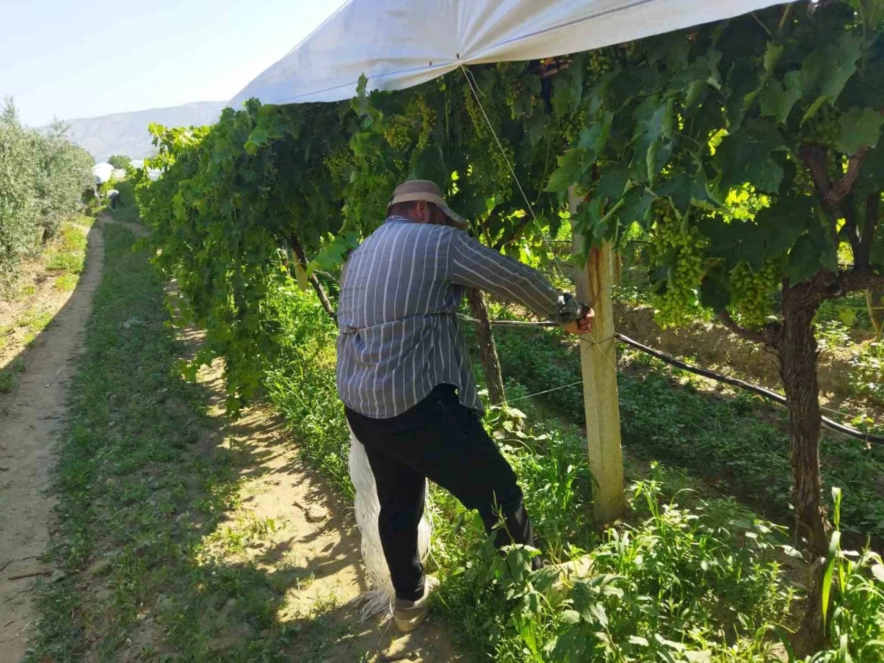 Bağ örtücülerin üç kelimelik komut sistemi
