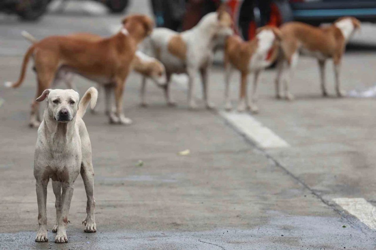 Bağdat&rsquo;ta 19 binden fazla başıboş k&ouml;pek itlaf edildi
