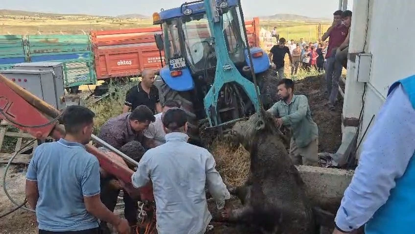 Bağını kopararak foseptik çukuruna düşen boğa kurtarıldı
