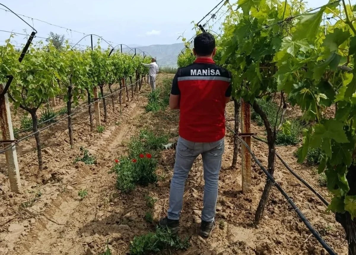 Bağlarda hasat &ouml;ncesi pestisit denetimi başladı
