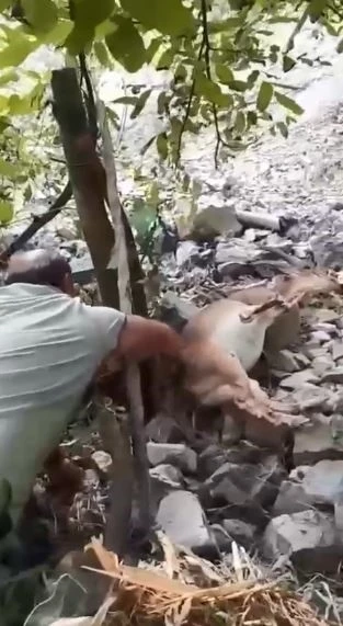 Bahçede uyuyakalan yaban keçisini &quot;Kalk kızım&quot; diyerek uyandırdı
