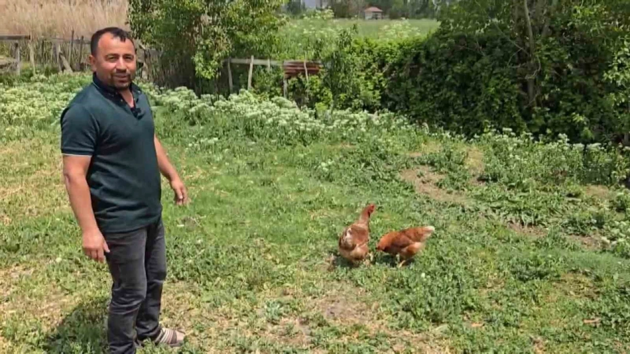 Bahçesine giren tilkiye böyle seslendi: &quot;Kanun namına teslim ol&quot;
