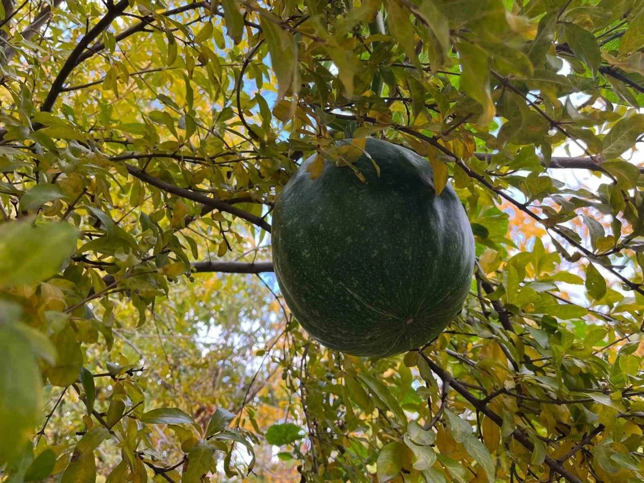 Bahçeye ektiği kabak, nar ağacının tepesinde meyve verdi
