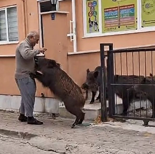 Marmaris'te Anaokulu Yanında Domuz Sürprizi