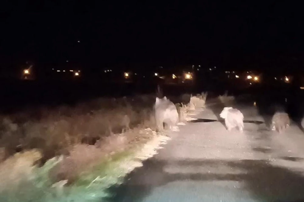 Bal avcısı ayılar ikinci kez arı kovanını saldırdı
