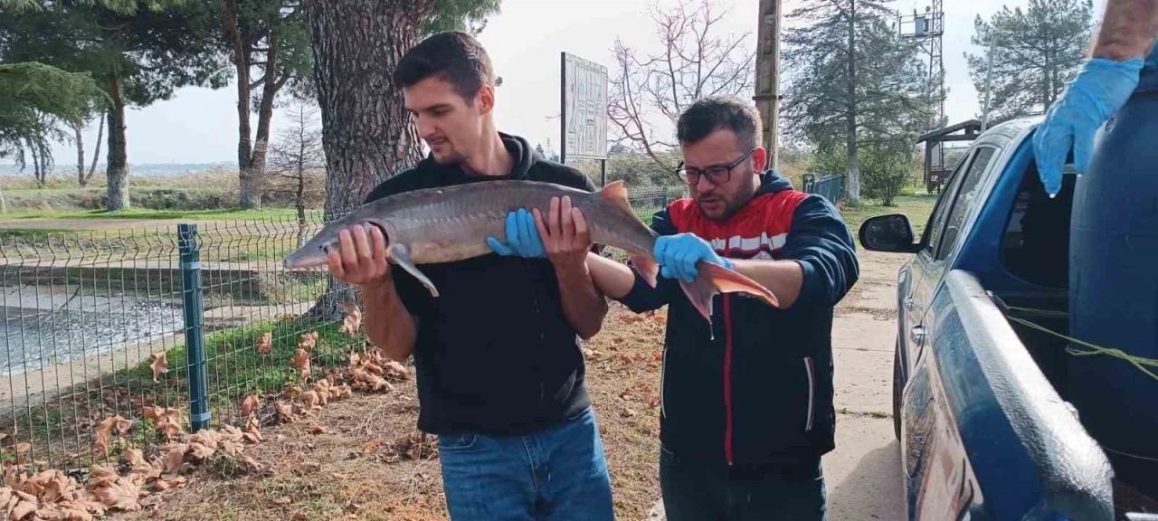 Balıkçının ağlarına takılan Mersin balığı koruma altına alındı
