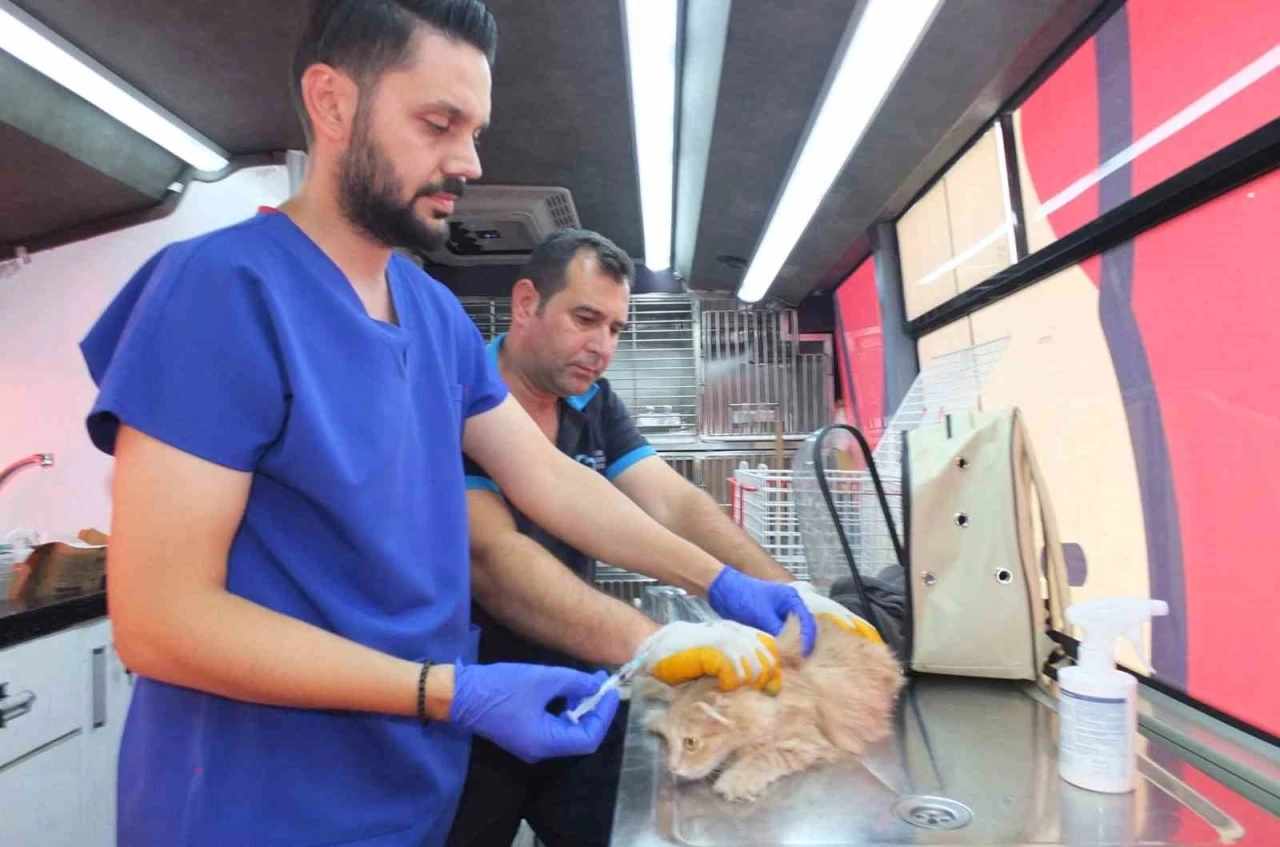 Balıkesir&rsquo;de Can Dost 18 bin sokak hayvanına sağlık hizmeti verdi
