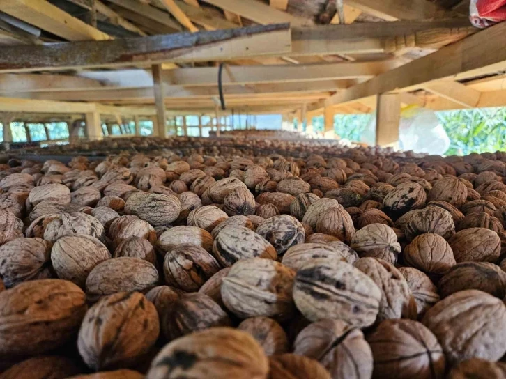 Balıkesir&rsquo;de ceviz hasadı başladı
