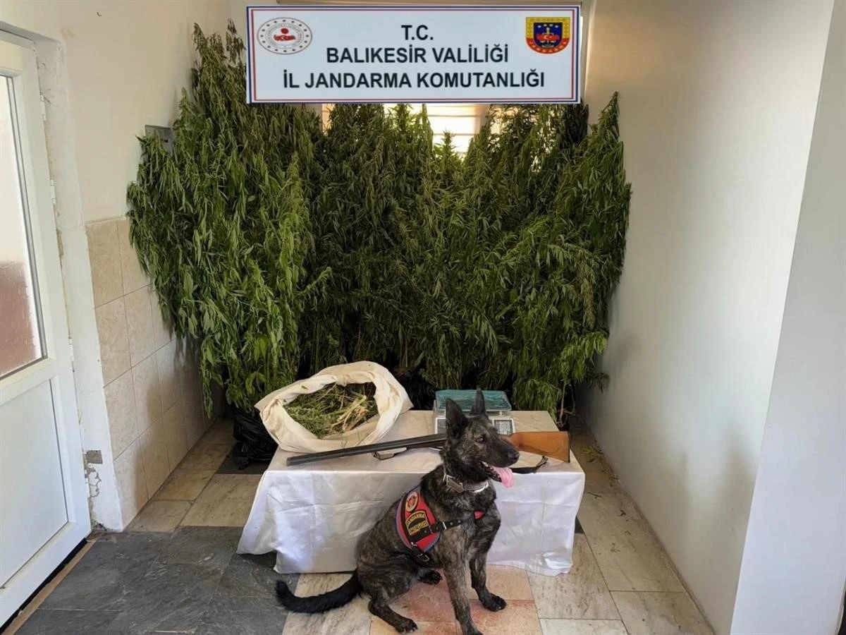 Balıkesir’de jandarmadan 9 ilçede uyuşturucu operasyonu: 15 gözaltı
