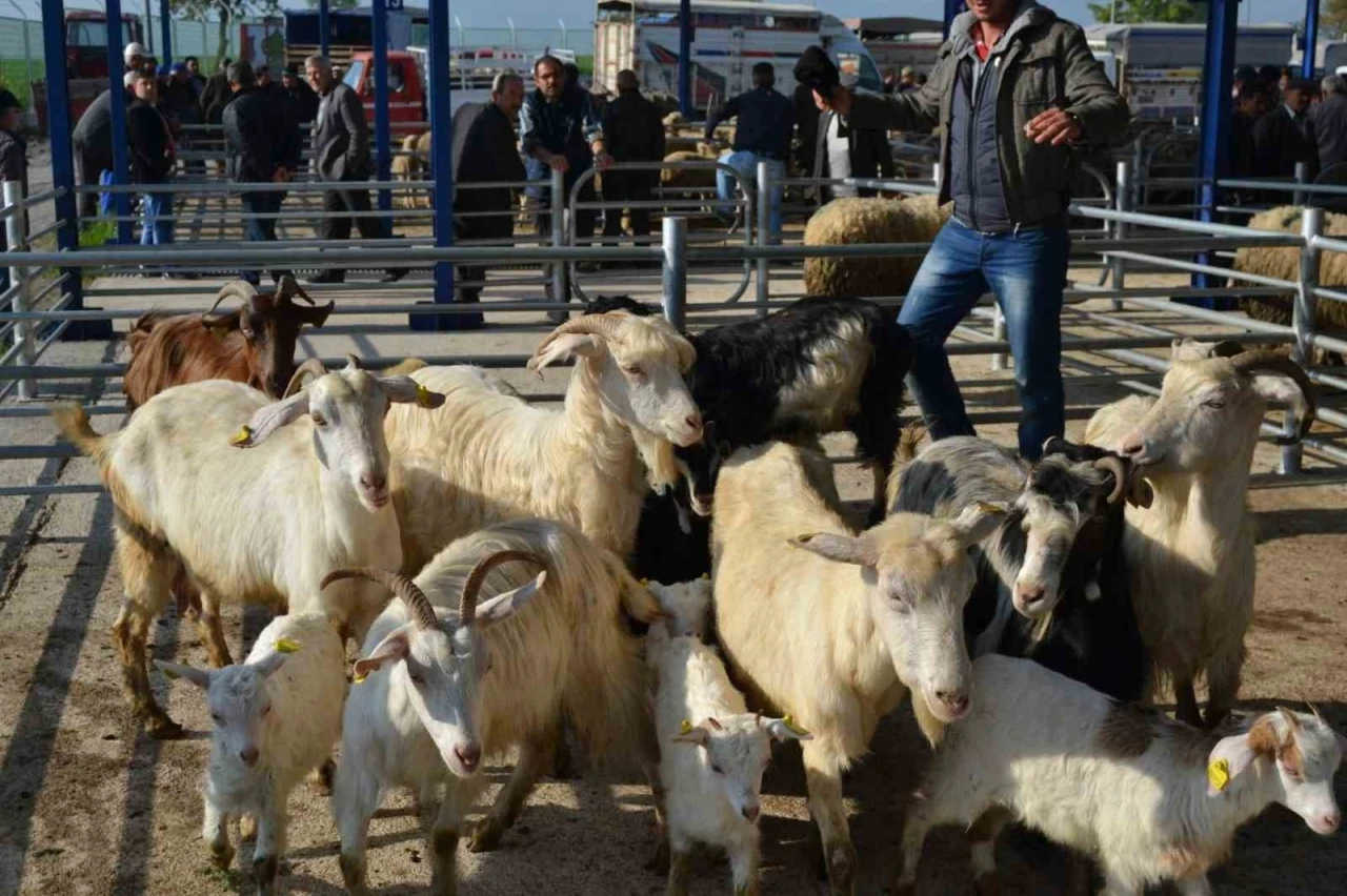 Balıkesir’de şap alarmı: 15 mahalle karantinaya alındı
