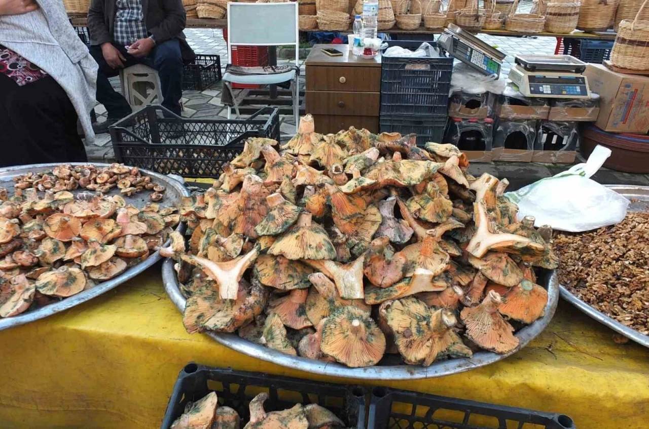 Balıkesir’de yağmur yağdı, mantar fışkırdı
