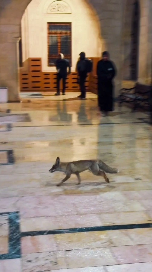 Balıklıg&ouml;l&rsquo;e s&uuml;rpriz ziyaret&ccedil;i
