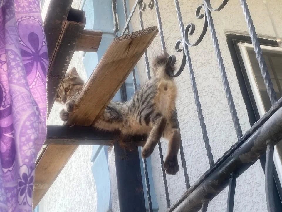Balkon korkuluklarına sıkışan kediyi itfaiye ekipleri kurtardı
