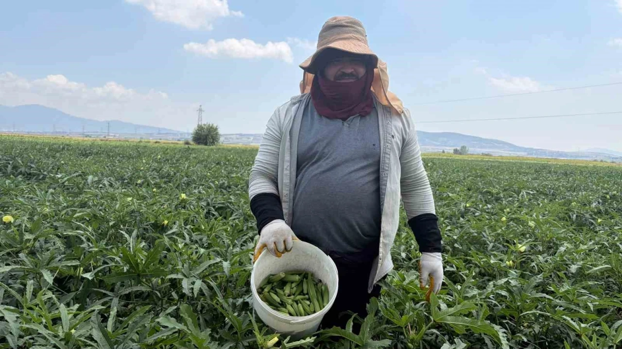 Bamyanın başkenti Osmaniye&rsquo;de hasat başladı
