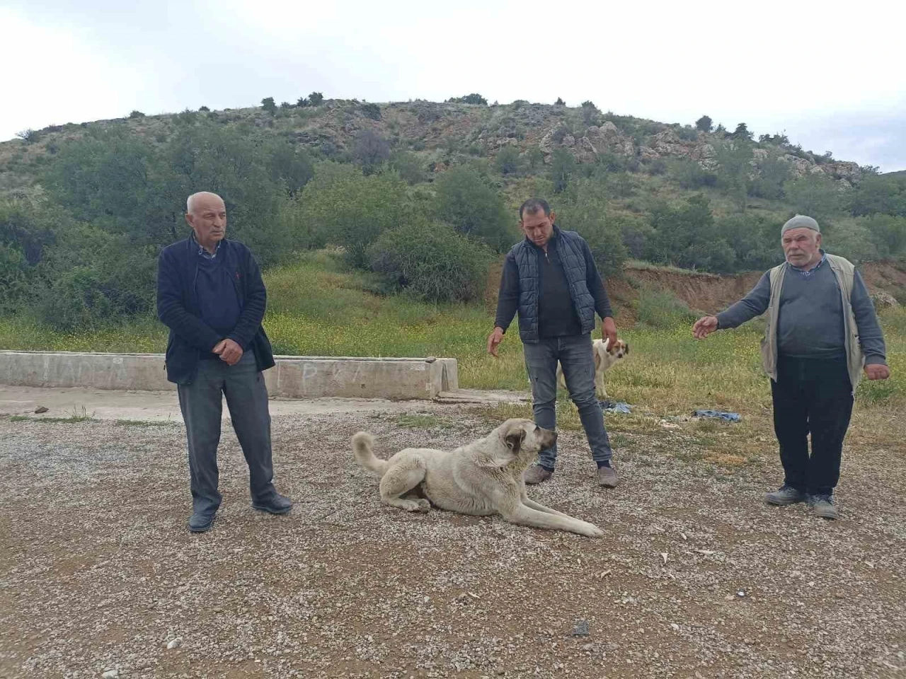 Başıboş köpekler buzağıyı parçaladı, sahiplerine saldırdı
