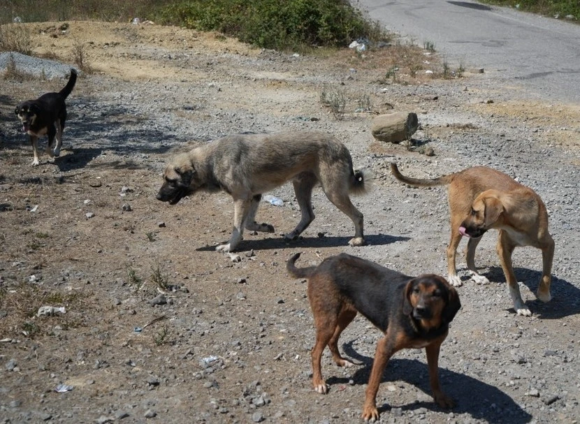 Başıboş köpekler yaban hayatı ve trafik güvenliğini tehdit ediyor